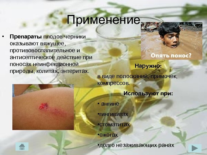 Применение • Препараты плодов черники оказывают вяжущее, противовоспалительное и антисептическое действие при поносах неинфекционной