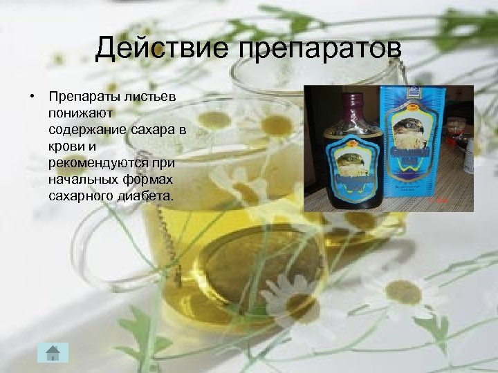 Действие препаратов • Препараты листьев понижают содержание сахара в крови и рекомендуются при начальных