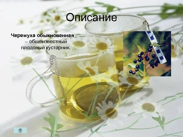 Описание Черемуха обыкновенная – общеизвестный плодовый кустарник. 