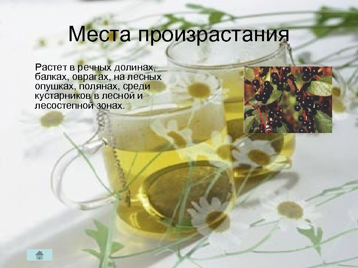 Места произрастания Растет в речных долинах, балках, оврагах, на лесных опушках, полянах, среди кустарников