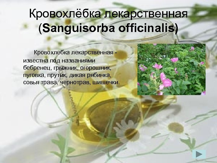 Кровохлёбка лекарственная (Sanguisorba officinalis) Кровохлебка лекарственная известна под названиями бебренец, грыжник, огорошник, пуговка, прутик,