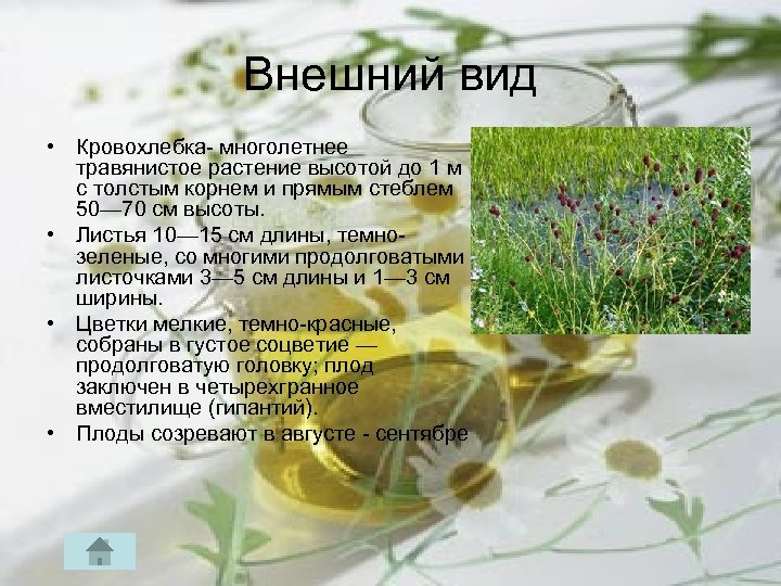 Внешний вид • Кровохлебка многолетнее травянистое растение высотой до 1 м с толстым корнем