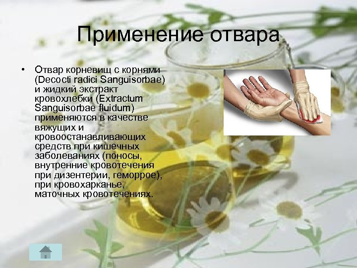 Применение отвара • Отвар корневищ с корнями (Decocti radici Sanguisorbae) и жидкий экстракт кровохлебки