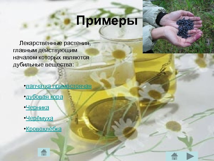 Примеры Лекарственные растения, главным действующим началом которых являются дубильные вещества: • лапчатка прямостоячая •