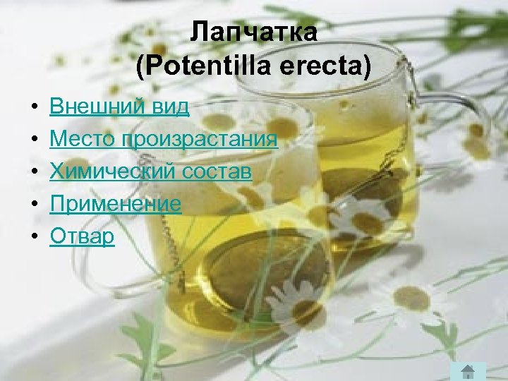 Лапчатка (Potentilla erecta) • • • Внешний вид Место произрастания Химический состав Применение Отвар