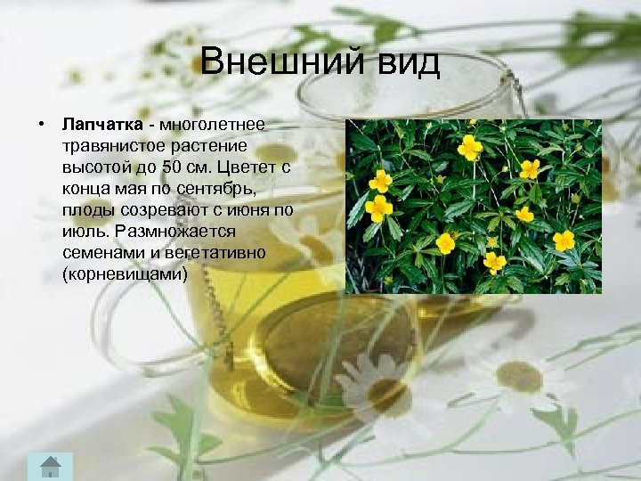 Внешний вид • Лапчатка многолетнее травянистое растение высотой до 50 см. Цветет с конца