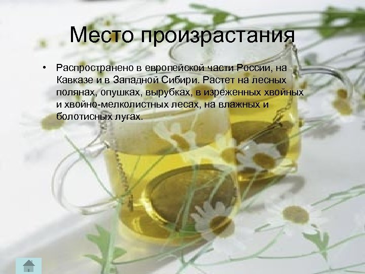Место произрастания • Распространено в европейской части России, на Кавказе и в Западной Сибири.