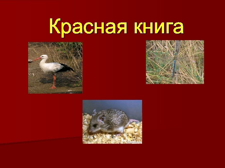 Красная книга 