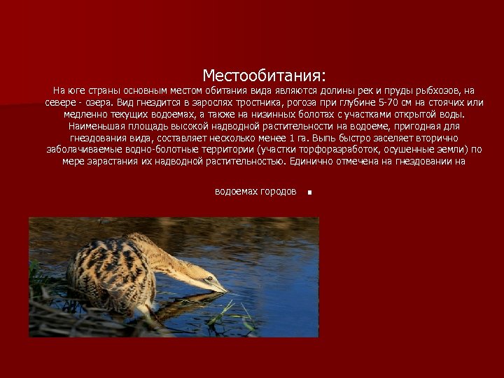 Местообитания: На юге страны основным местом обитания вида являются долины рек и пруды рыбхозов,