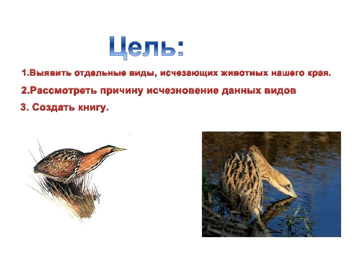 1. Выявить отдельные виды, исчезающих животных нашего края. 2. Рассмотреть причину исчезновение данных видов