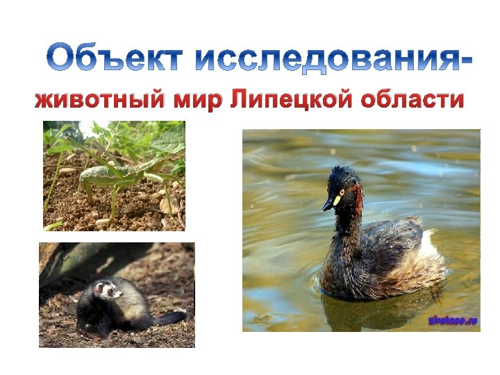 животный мир Липецкой области 