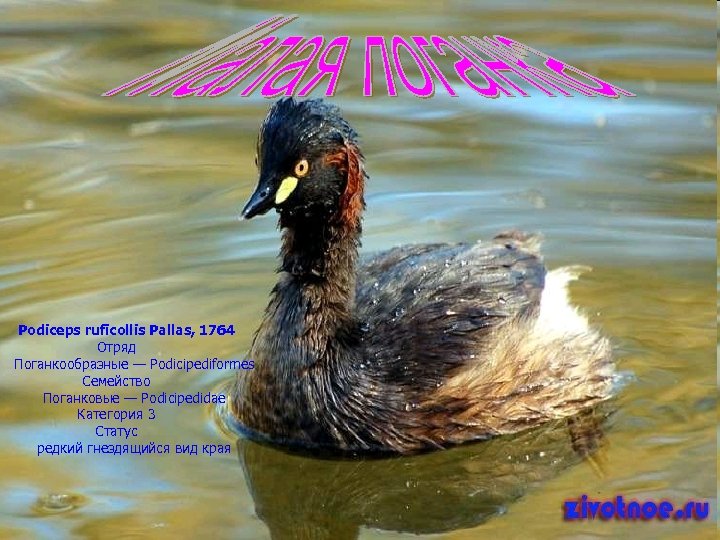 Podiceps ruficollis Pallas, 1764 Отряд Поганкообразные — Podicipediformes Семейство Поганковые — Podicipedidae Категория 3