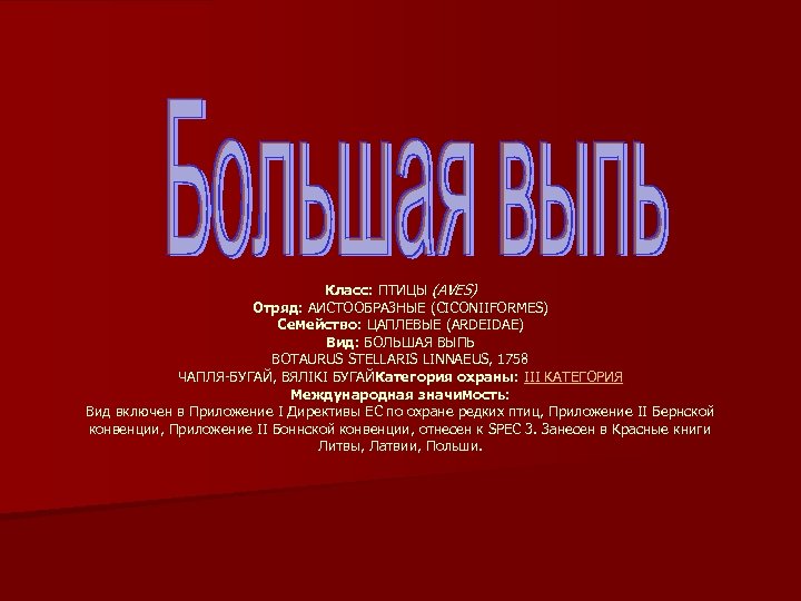 Класс: ПТИЦЫ (AVES) Отряд: АИСТООБРАЗНЫЕ (CICONIIFORMES) Семейство: ЦАПЛЕВЫЕ (ARDEIDAE) Вид: БОЛЬШАЯ ВЫПЬ BOTAURUS STELLARIS