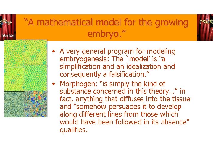“A mathematical model for the growing embryo. ” • A very general program for