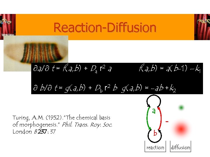 Reaction-Diffusion ¶a/¶ t = f(a, b) + Da r 2 a f(a, b) =
