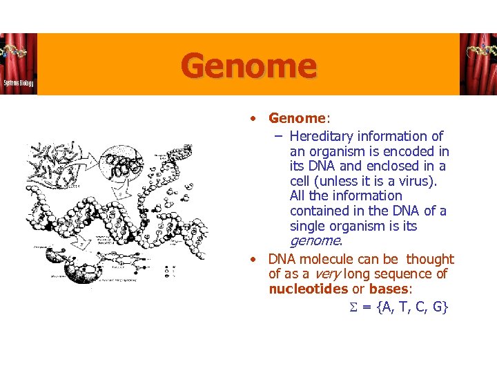 Genome • Genome: – Hereditary information of an organism is encoded in its DNA