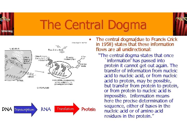 The Central Dogma • DNA Transcription RNA Translation The central dogma(due to Francis Crick