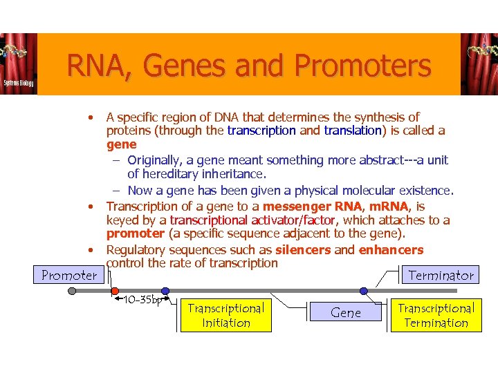 RNA, Genes and Promoters • • • Promoter A specific region of DNA that