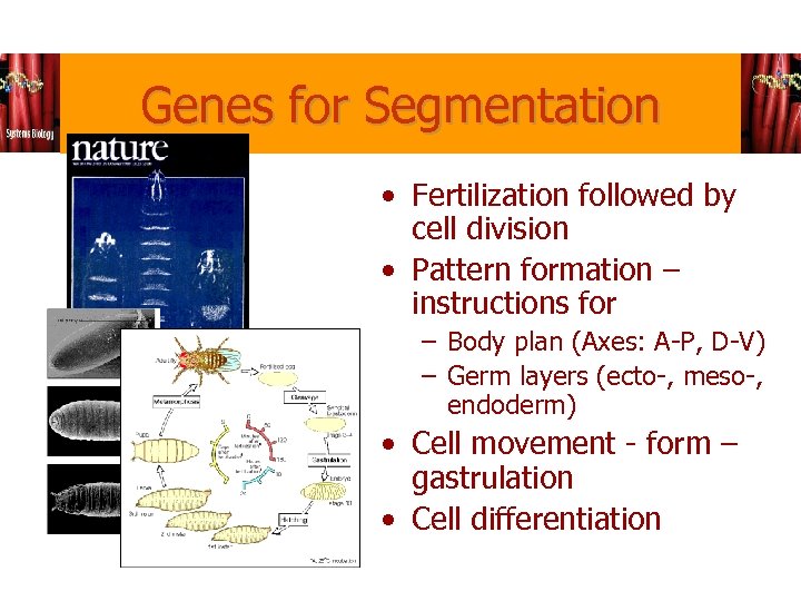 Genes for Segmentation • Fertilization followed by cell division • Pattern formation – instructions