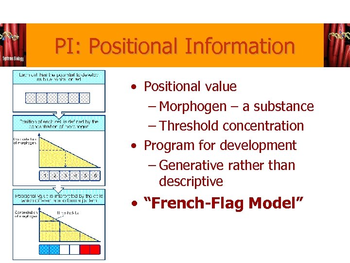 PI: Positional Information • Positional value – Morphogen – a substance – Threshold concentration