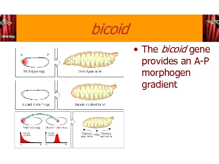 bicoid • The bicoid gene provides an A-P morphogen gradient 