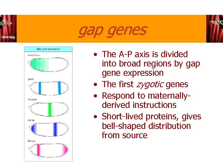 gap genes • The A-P axis is divided into broad regions by gap gene