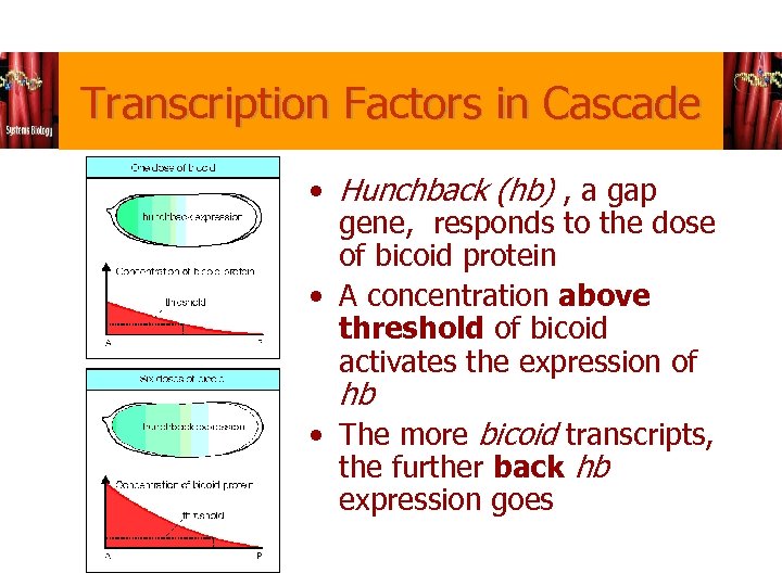 Transcription Factors in Cascade • Hunchback (hb) , a gap gene, responds to the