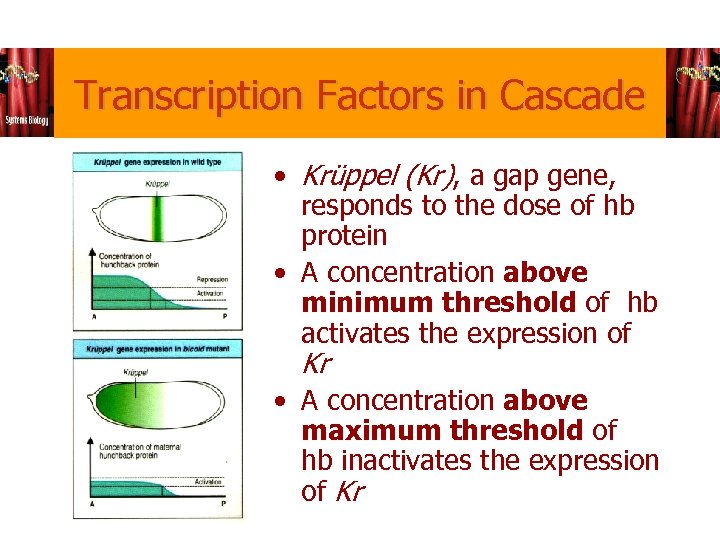 Transcription Factors in Cascade • Krüppel (Kr), a gap gene, responds to the dose