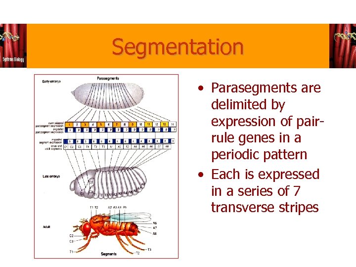 Segmentation • Parasegments are delimited by expression of pairrule genes in a periodic pattern