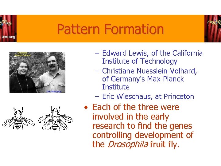 Pattern Formation – Edward Lewis, of the California Institute of Technology – Christiane Nuesslein-Volhard,