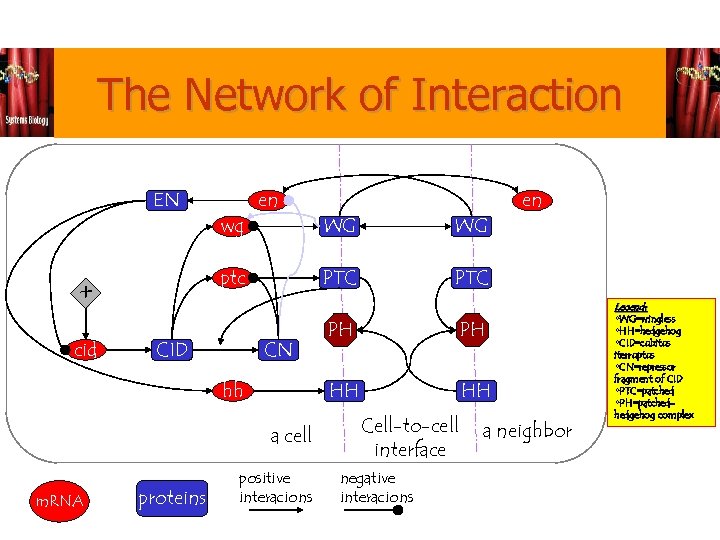 The Network of Interaction EN CID CN hh proteins WG positive interacions en PTC