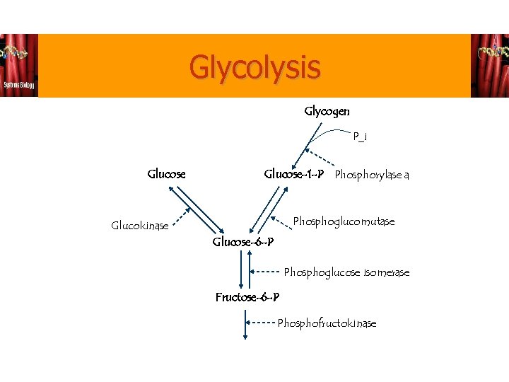 Glycolysis Glycogen P_i Glucose-1 -P Phosphorylase a Phosphoglucomutase Glucokinase Glucose-6 -P Phosphoglucose isomerase Fructose-6