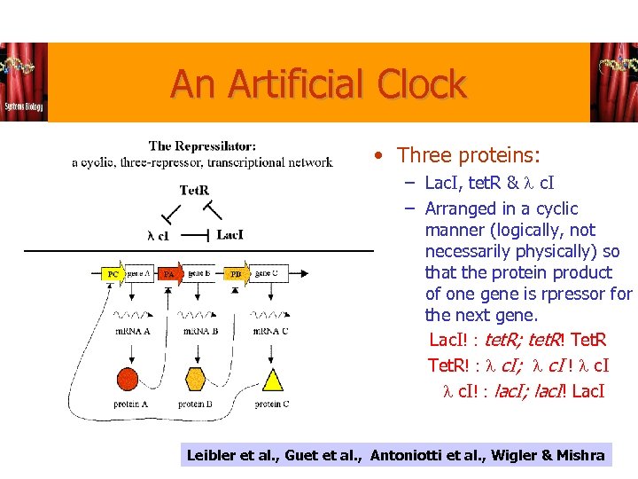 An Artificial Clock • Three proteins: – Lac. I, tet. R & l c.