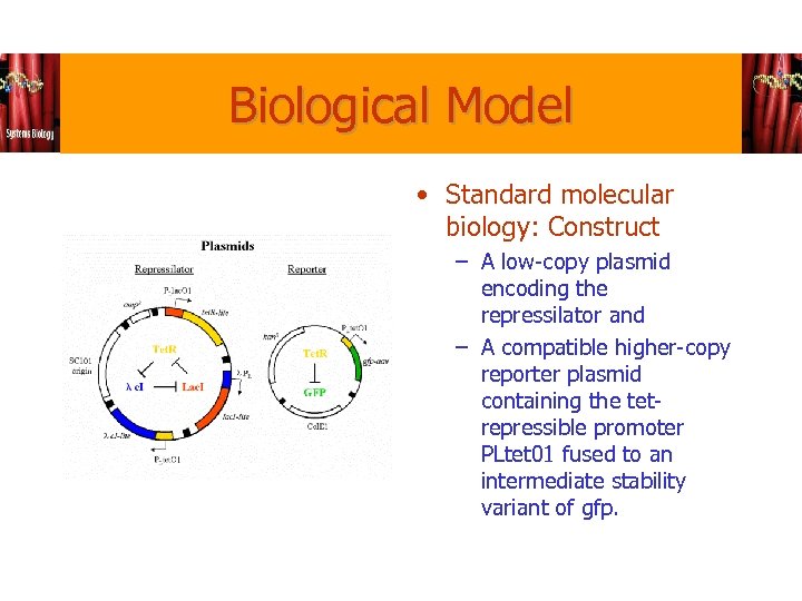 Biological Model • Standard molecular biology: Construct – A low-copy plasmid encoding the repressilator