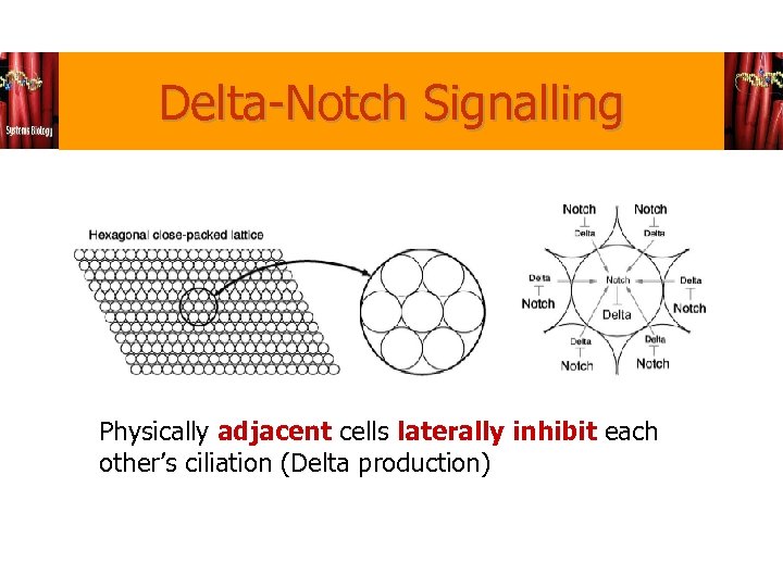 Delta-Notch Signalling Physically adjacent cells laterally inhibit each other’s ciliation (Delta production) 