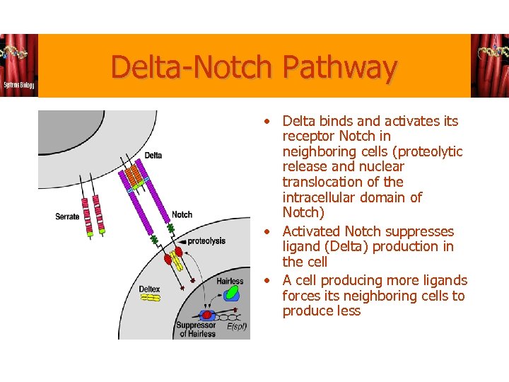 Delta-Notch Pathway • Delta binds and activates its receptor Notch in neighboring cells (proteolytic