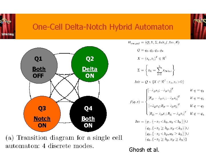 One-Cell Delta-Notch Hybrid Automaton Q 1 Q 2 Both OFF Delta ON Q 3