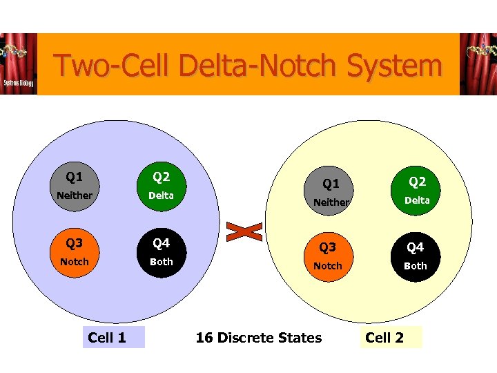 Two-Cell Delta-Notch System Q 1 Q 2 Neither Delta Q 3 Q 4 Notch