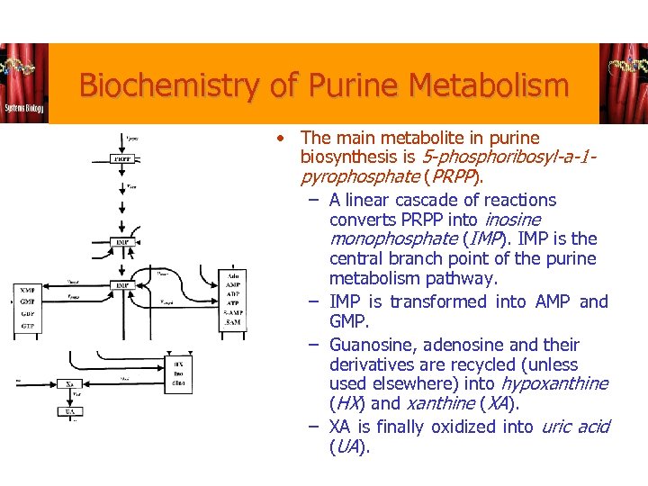 Biochemistry of Purine Metabolism • The main metabolite in purine biosynthesis is 5 -phosphoribosyl-a-1