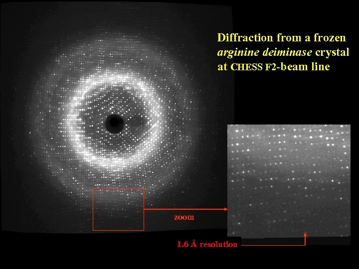 Diffraction from a frozen arginine deiminase crystal at CHESS F 2 -beam line zoom