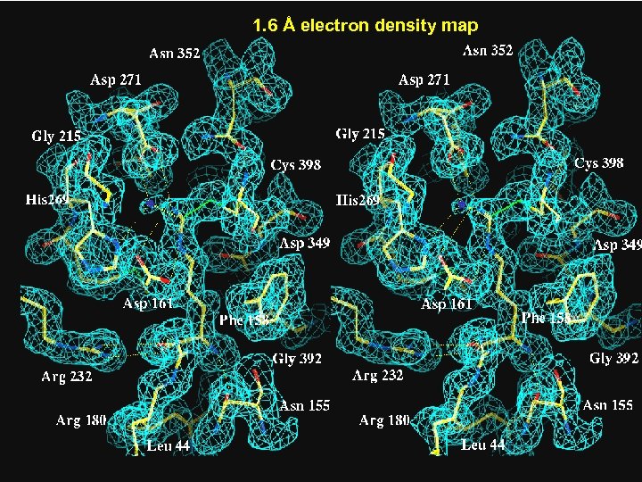 1. 6 Å electron density map 