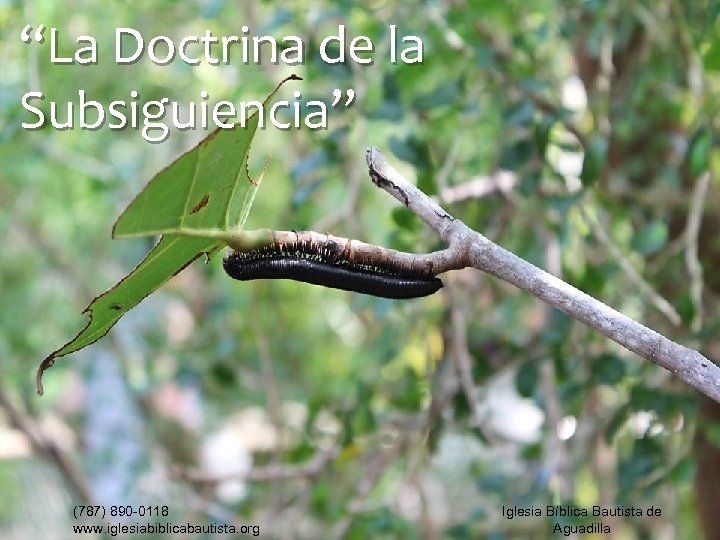 “La Doctrina de la Subsiguiencia” (787) 890 -0118 www. iglesiabiblicabautista. org Iglesia Bíblica Bautista