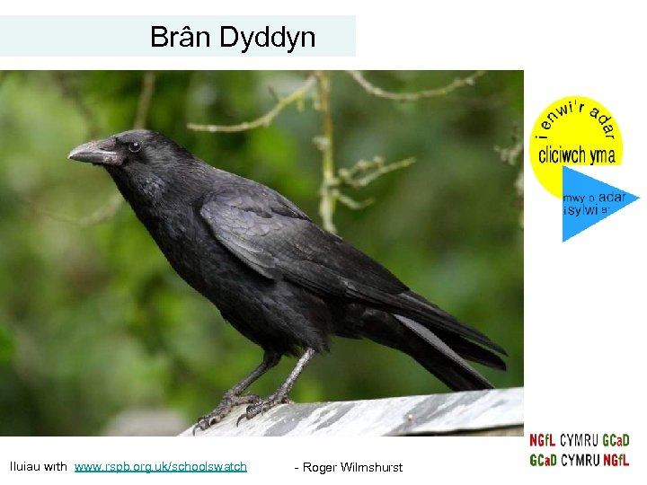 Brân Dyddyn Iluiau wrth www. rspb. org. uk/schoolswatch - Roger Wilmshurst 