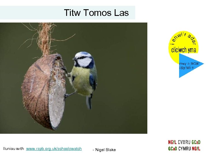 Titw Tomos Las Iluniau wrth www. rspb. org. uk/schoolswatch - Nigel Blake 