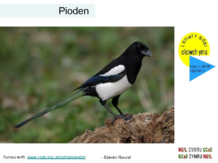 Pioden Iluniau wrth www. rspb. org. uk/schoolswatch - Steven Round 