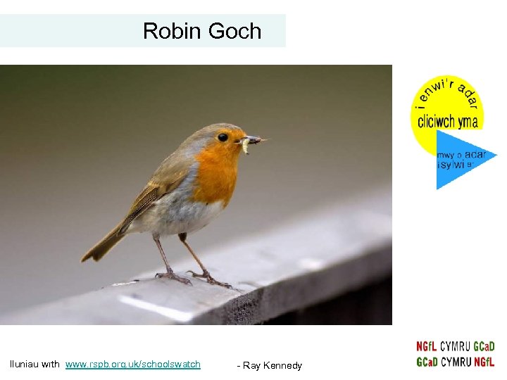 Robin Goch Iluniau wrth www. rspb. org. uk/schoolswatch - Ray Kennedy 