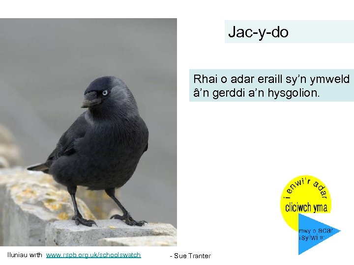 Jac-y-do Rhai o adar eraill sy’n ymweld â’n gerddi a’n hysgolion. Iluniau wrth www.