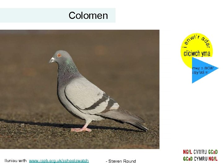 Colomen Iluniau wrth www. rspb. org. uk/schoolswatch - Steven Round 