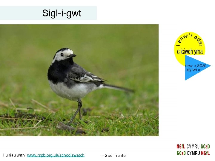 Sigl-i-gwt Iluniau wrth www. rspb. org. uk/schoolswatch - Sue Tranter 