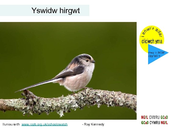 Yswidw hirgwt Iluniau wrth www. rspb. org. uk/schoolswatch - Ray Kennedy 